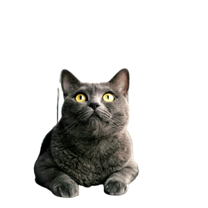 A Curious British Shorthair Cat With Striking Yellow Eyes Gazes Through A Window Indoors. 18594 - Cat PNG image with transparent background